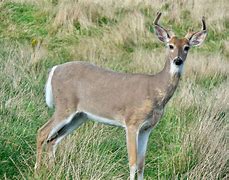 Image result for New Zealand Deer
