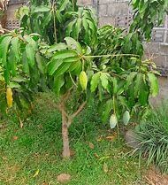 Image result for Dwarf Mango Trees Fruit