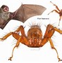 Image result for Parasitic Bat Fly