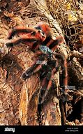 Image result for Martinique Red Tree Spider