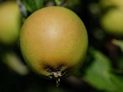 Image result for Malus domestica Ananas Reinette