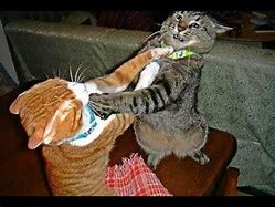 Image result for Funny Cat Fight