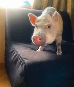 Image result for Pig Aesthetic