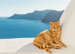 Image result for Greece Cat Meme