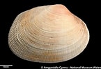 Image result for "tapes Decussata". Size: 145 x 100. Source: naturalhistory.museumwales.ac.uk