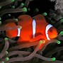 Image result for Most Beautiful Ocean Fish