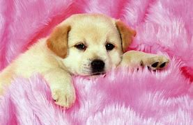 Image result for Cute Puppy Dog Wallpaper