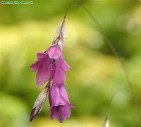 Image result for Dierama mossii