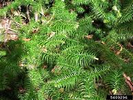 Image result for cunninghamia