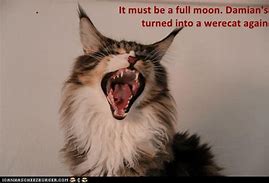 Image result for Moon Cat Meme