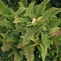 Image result for Polystichum setiferum Plumosum Densum