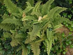 Image result for Polystichum setiferum Plumosum Multilobum