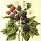 Image result for BlackBerry Vine Drawing