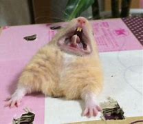 Image result for Screaming Hamster Meme