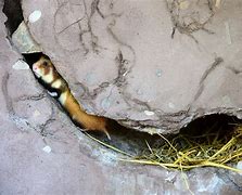 Image result for Hamster Burrow