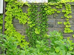 Image result for parthenocissus tricuspidata wall