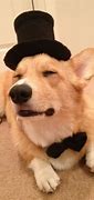 Image result for Corgis in Hats