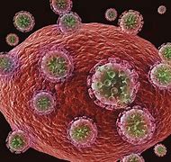 Image result for Virus-Infected Cells
