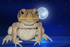 Image result for Baby Cane Toad