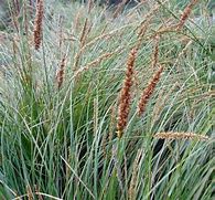 Image result for Carex Appressa Tall Sedge
