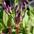 Image result for Dodecatheon pulchellum ssp pulch. Red Wings