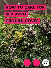 Image result for Red Apple Ground Cover