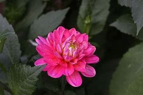 Image result for Dahlia Pink Allegro
