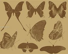 Image result for Butterfly Brush Photoshop