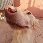 Image result for Distorted Dog Meme