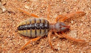 Image result for What Is the Biggest Camel Spider
