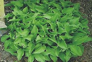 Image result for Hosta Paradise Puppet