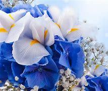 Image result for Beautiful as a Flower