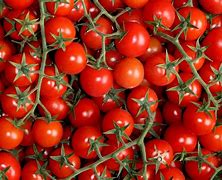 Image result for co_to_za_Żaba_pomidorowa