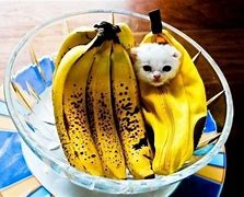 Image result for Funny Cat in Suit