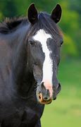 Image result for Horse Head Clip Art