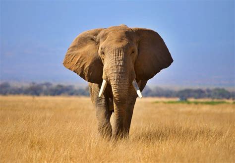 Image result for Elephant in Nepal
