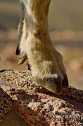 Image result for Mountain Goat Hoof Anatomy