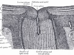 Image result for Where Is the Optic Nerve