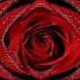 Image result for Rose Flower Wallpaper