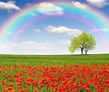 Image result for Rainbow HD