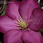 Image result for Late Flowering Clematis