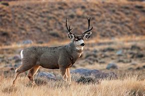 Image result for Mule Deer Buck