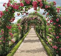 Image result for Golden Rose Garden