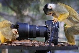 Image result for Monkey Spy Camera