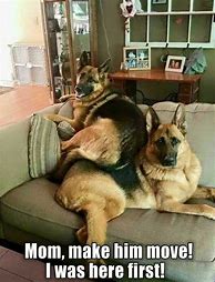Image result for Funny German Shepherd Dog Memes