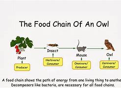 Image result for Funny Food Chain