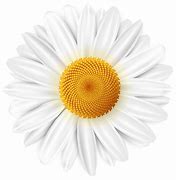 Image result for White Daisy Flower Clip Art