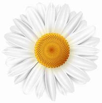 Image result for Daisy Clip Art Transparent Background