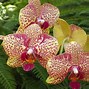 Image result for Orchid