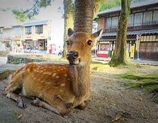 Image result for Miyajima Island Deer